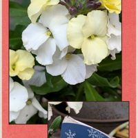 鉢植え,花のある暮らし,富山支部の画像