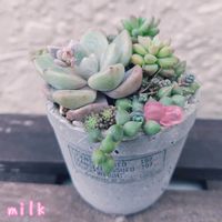 グリーンネックレス,千代田の松,リトルミッシー,パリダム,ダシフィルムの画像