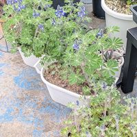 フレンチラベンダー,傘葉ルピナスの画像