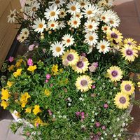 アルメリア,カスミソウ,カリブラコア,ラミウム,オステオスペルマム ブルーアイビューティーの画像