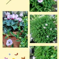 シレネ・ユニフローラ,シレネ・ユニフローラ,花のある暮らし♡,ウクライナに平和を,武器ではなく花をの画像