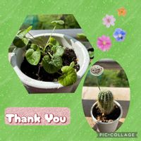 サボテン,ニオイスミレ,ハオルチアピリフェラ錦,原種系アネモネ フルゲンス,原種系アネモネ フルゲンスの画像