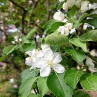 ミニリンゴ,花海棠,すみれ,花のある暮らし,小さな庭の画像