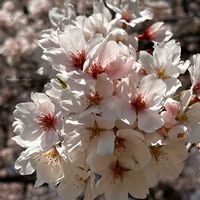 カーネーション,サクラ,スターチス,ソメイヨシノ,さくら サクラ 桜の画像