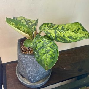 ホマロメナ ワリシー カモフラージュ,ホマロメナ,観葉植物,植え替え,ジャングル化計画の画像