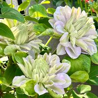 クレマチス,ディアスシア,クレマチス＊るりおこし,ディアシア ダーラ,ルリオコシの画像