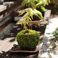 もみじ,苔玉,苔 (コケ),和室,庭の画像