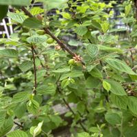 スモモ,ブルーベリー,ユスラウメ,ワイルドストロベリー,いちごの画像