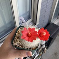 サボテン,月宮殿,多肉植物,お花の画像