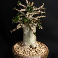アデニウム,アデニウム 獅子葉,アデニウム ドーセットホーン,アデニウム DHA,塊根植物の画像