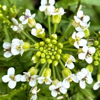 クレソン,香菜,オランダガラシ,水辺,フランス語の画像