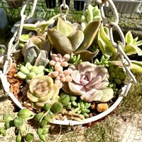 グリーンネックレス,姫秋麗,新玉つづり（ビアホップ）,ミルキーウェイ,名無しさんの画像