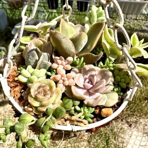 グリーンネックレス,姫秋麗,新玉つづり（ビアホップ）,ミルキーウェイ,名無しさんの画像