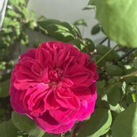 バラ,ソフィーズローズ,一番花,テラスの画像