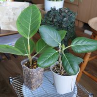 フィカス・アルテシマ,フィカス・アルテシマ,フィカス ベンガレンシス,フィカス ベンガレンシス,観葉植物の画像