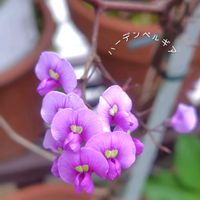 ハーデンベルギア,花のある暮らし,小庭,植物大好き,人に優しくの画像