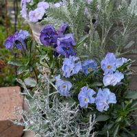 プラチーナ,シルバーレース,ディコンドラ,神戸べっぴんさんビオラ,神戸べっぴんさん みはなだの画像