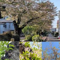 八重桜,八重桜,矢車菊,矢車菊,釣鐘水仙の画像