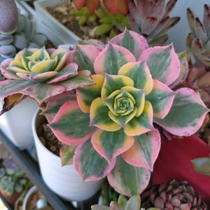 多肉植物,ベランダガーデン,癒し,春爛漫！,ワンワン祭りの画像