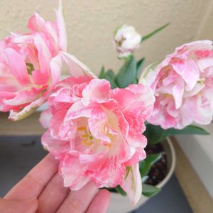 チューリップ,チューリップ’フィノーラ’,ベランダガーデン,バルコニー/ベランダ,ベランダの画像