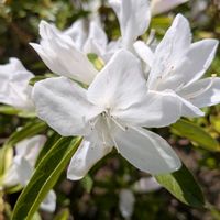 ツツジ,金木犀の画像