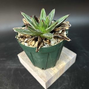 多肉植物,観葉植物,アガベ属,珍奇植物,ビザールプランツの画像