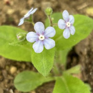 山野草,シェードガーデン,春の訪れ,ズボラガーデナー,青い花マニアの画像