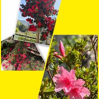 オクラ,ゴーヤ,ゴーヤ,千日紅,サツキの画像