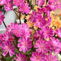 オダマキ,スイセン,タイム,レウィシア,レタスの画像