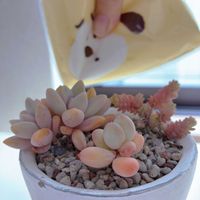 星美人,桃美人,多肉植物,癒し系,セダム属ミルキーウェイの画像