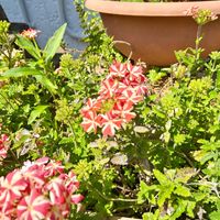 バーベナの画像