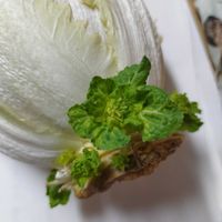 白菜,キッチンの画像