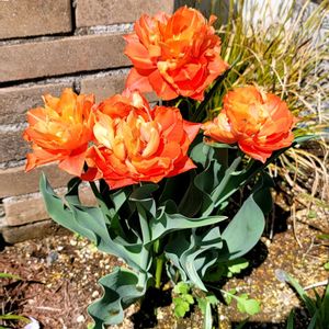 地植え,かわいいな♡,お花好き,すてき…♡,自己流ガーデニングの画像