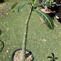 アデニウム,アデニウム  ソマレンセ,多肉植物,塊根植物,コーデックスの画像