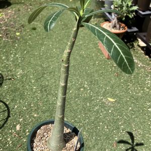 アデニウム,アデニウム  ソマレンセ,多肉植物,塊根植物,コーデックスの画像