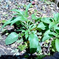 ブルーサルビア,自宅の花壇,庭の画像