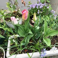 アリッサム,チオノドクサ,ネメシア,ムスカリブルースパイク,ムスカリシベリアンタイガーの画像