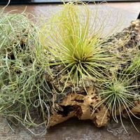 チランジア,ウスネオイデス,フンキアナ,アンドレアナ,ネフロレピス  ツデーの画像