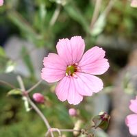 種まき,プランター栽培,家庭菜園,庭の画像