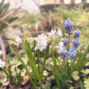 ヒヤシンス,ムスカリ,プシュキニア,ムスカリ アズレウム,ナチュラルガーデンの画像