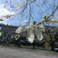 ハクモクレンの画像