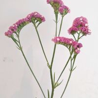 スターチス,スターチス　ディープローズ,一人一花,一人一花運動@福岡市,ハナノヒの画像