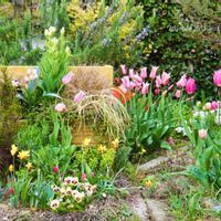 ハーブ,ガーデニング,無農薬,グラス女子(*ˊᵕˋ*)੭ ੈ,小さな庭の画像