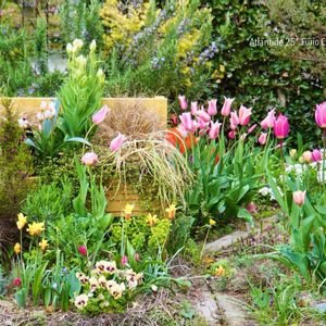 ハーブ,ガーデニング,無農薬,グラス女子(*ˊᵕˋ*)੭ ੈ,小さな庭の画像