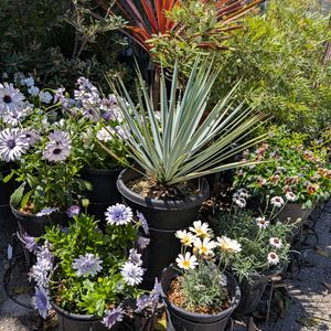 モミジ,ローダンセマム,オステオスペルマム,ギボウシ（ホスタ）,ローダンセマム レトロクラッカーの画像