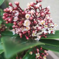 ムスカリ,斑入りミセバヤ,スキミア,植中毒,GSに感謝。の画像