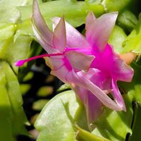 シャコバサボテン,デンマークカクタス,デンマークカクタス(シャコバサボテン),多肉植物の画像