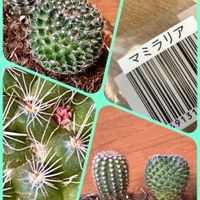 サボテン,シバザクラ,セダム,ナデシコ,芝桜の画像