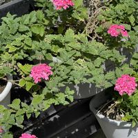 バーベナの画像