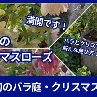 クリスマスローズ,ガーデニング,薔薇♪, クリスマスローズ,オープンガーデンの画像